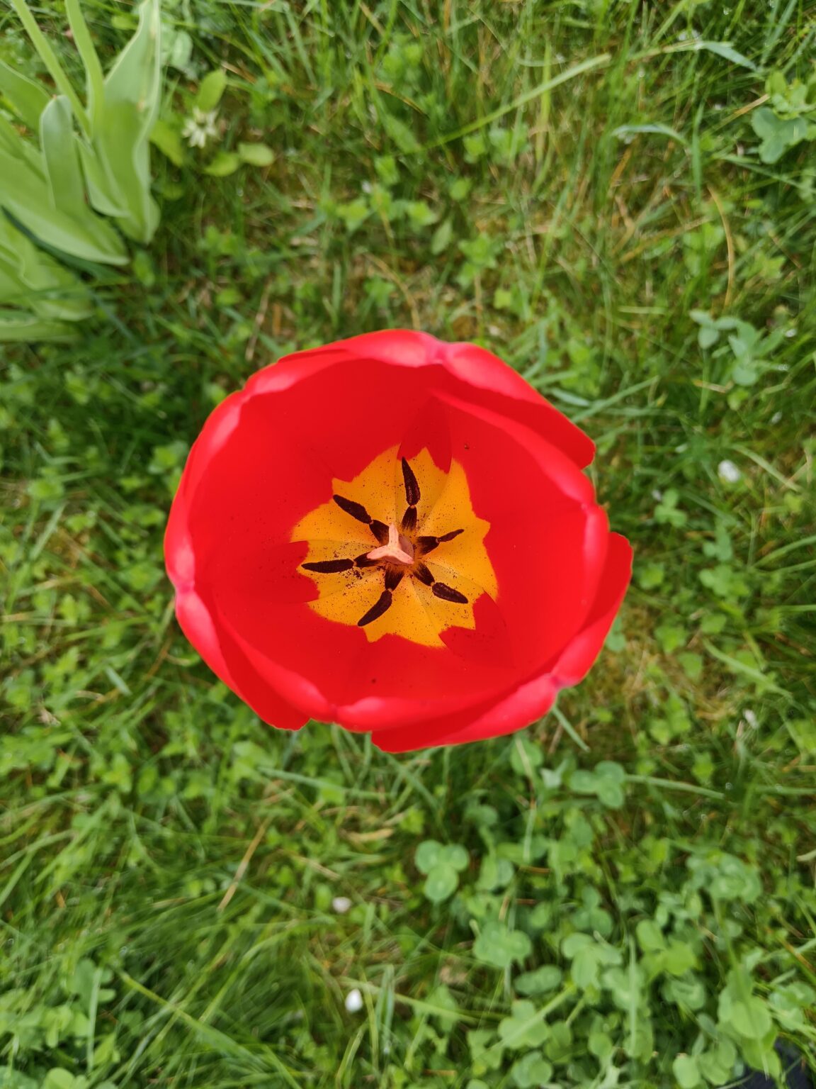 より良い日のために花