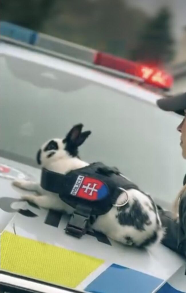 爆弾ディフューザー