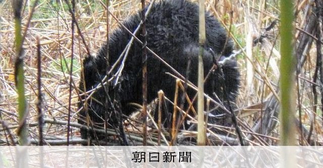 大熊町でクマ初捕獲 本物はいないとされていたが…、生息拡大か [福島県]：朝日新聞