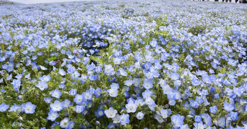 春の絶景・丘一面が青、ネモフィラ約530万本が満開 茨城・ひたち海浜公園