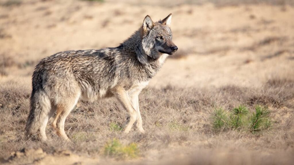 高ヴェルウェで2回噛まれた女性、州はオオカミのことを考えています