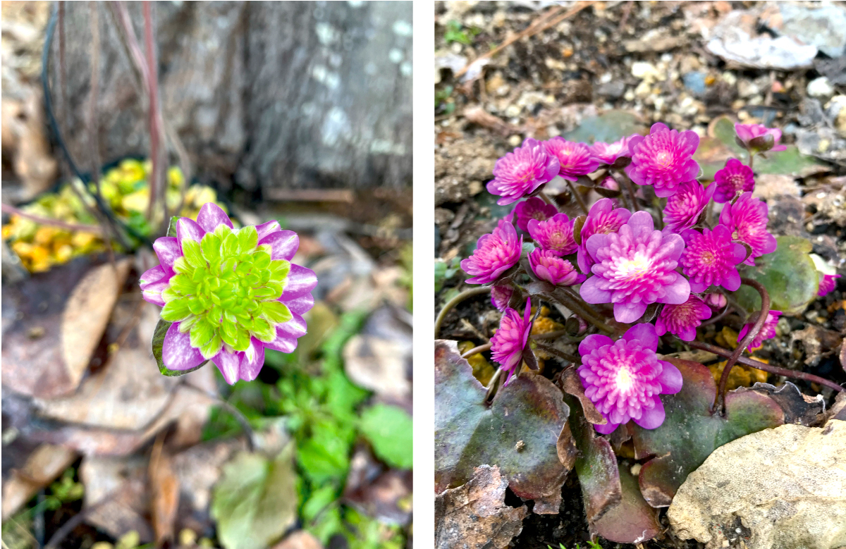 Yamagata Life Diary – Yukiwariso and Ishikawa Garden