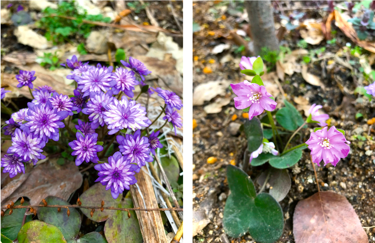 Yamagata Life Diary – Yukiwariso and Ishikawa Garden