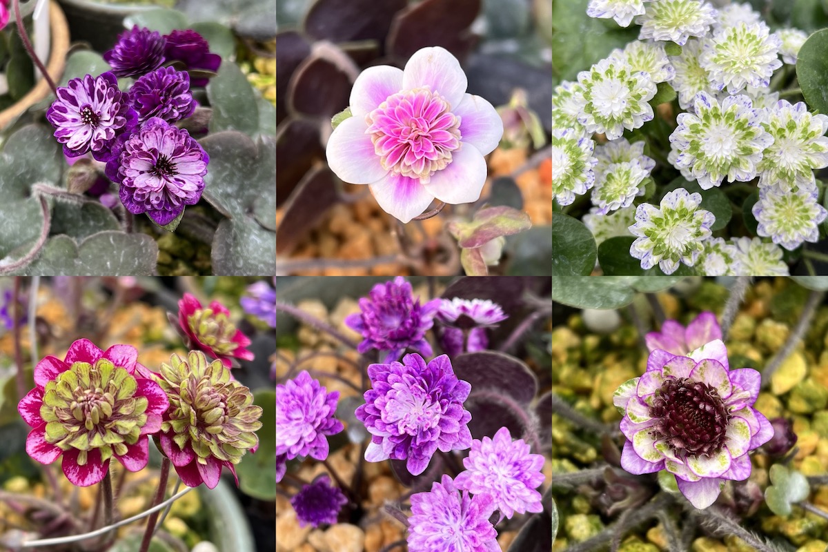 Yamagata Life Diary – Yukiwariso and Ishikawa Garden