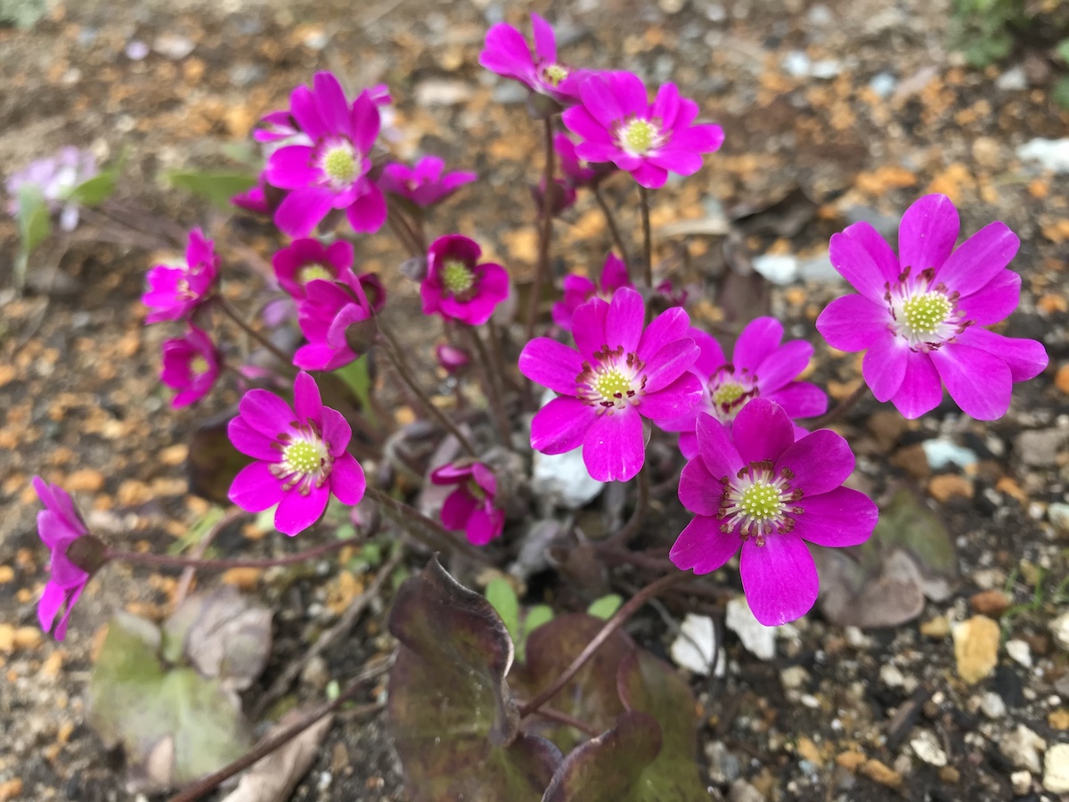 Yamagata Life Diary – Yukiwariso and Ishikawa Garden