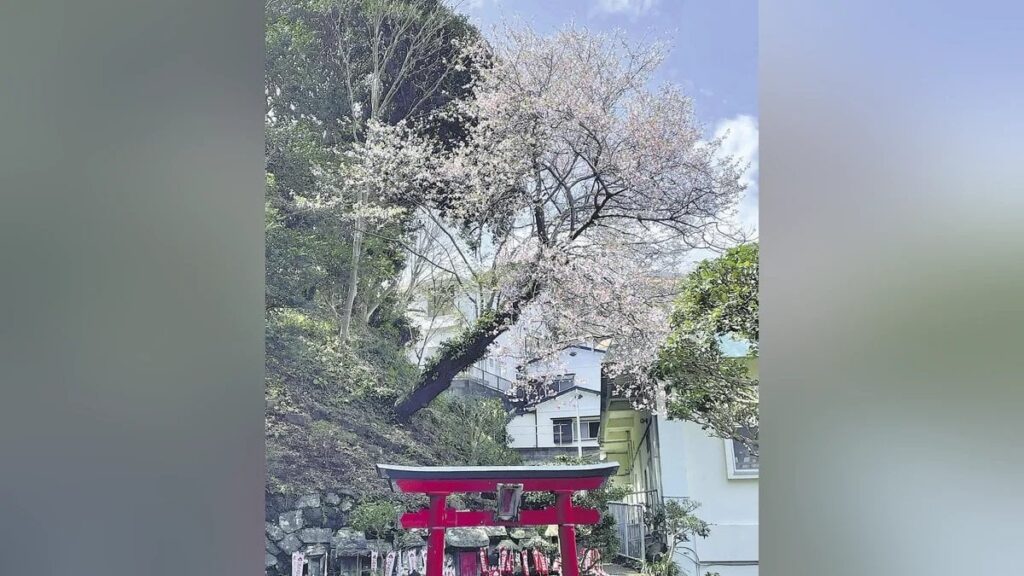植物学者・牧野富太郎に師事した研究者が発表したマナズルザクラ、真鶴の神社で確認