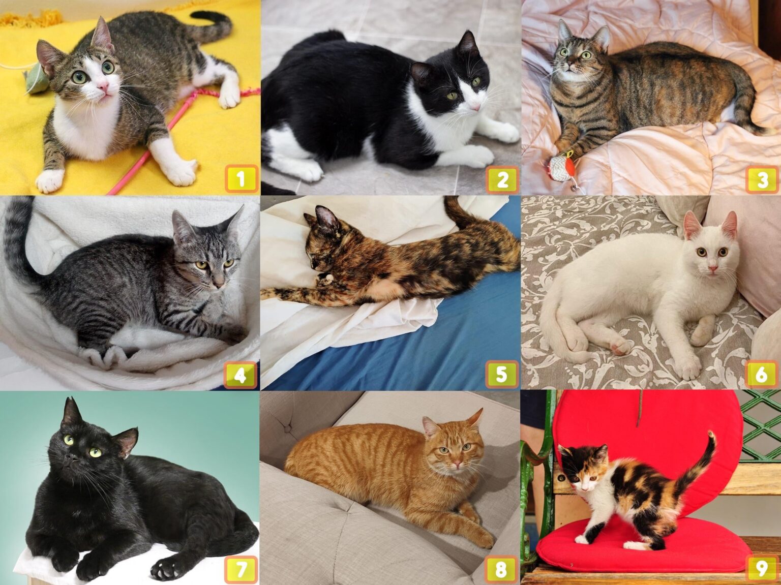 私たちの最低程度**はどの子猫ですか？