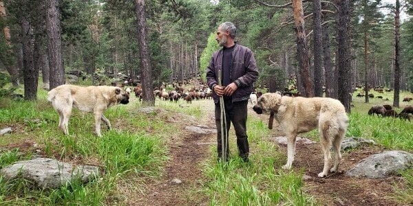 同じ表面の状態は、狩猟場として、また放牧家畜の表面として、そしてそれはオオカミのすべての欠点です