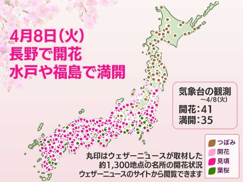 今日の桜開花状況 4月8日(火) 長野で開花 水戸と福島で満開発表