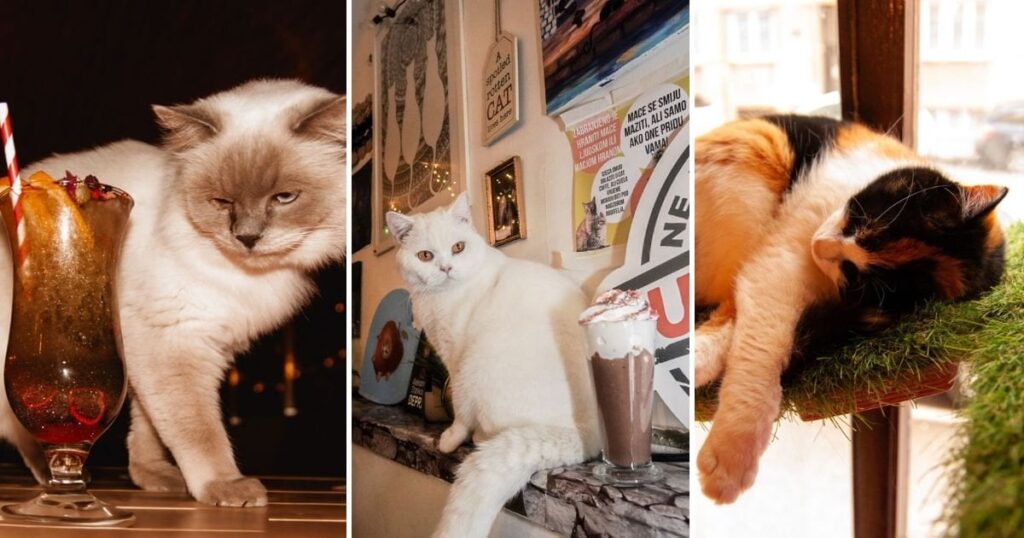 ザグレブには19匹の猫が住んでいるカフェがあることをご存知ですか？私たちはキャットカフェで一日を過ごし、この猫の帝国に喜びました