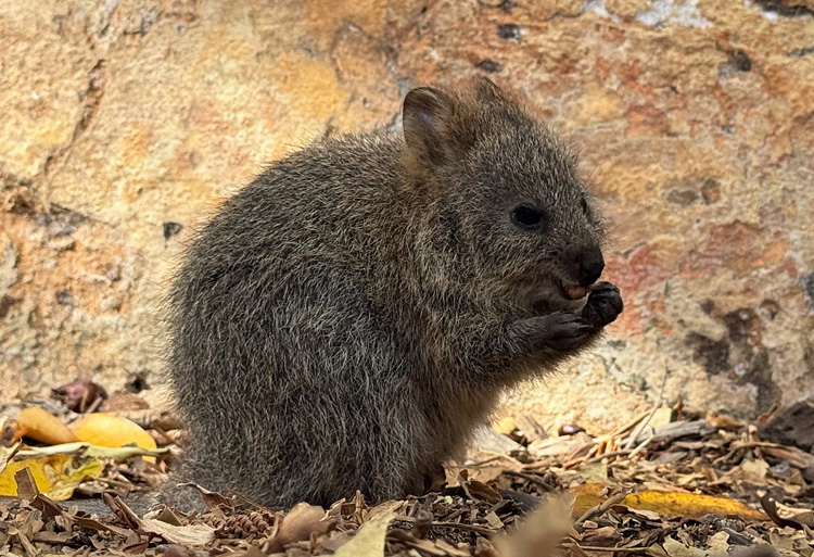 西オーストラリア州・パース　絶景とキュートな動物に癒やされる、こころほどける旅