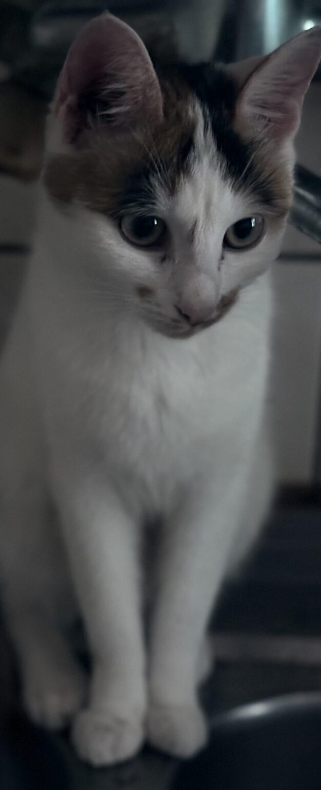 ポーランドの猫❤️ポズナン