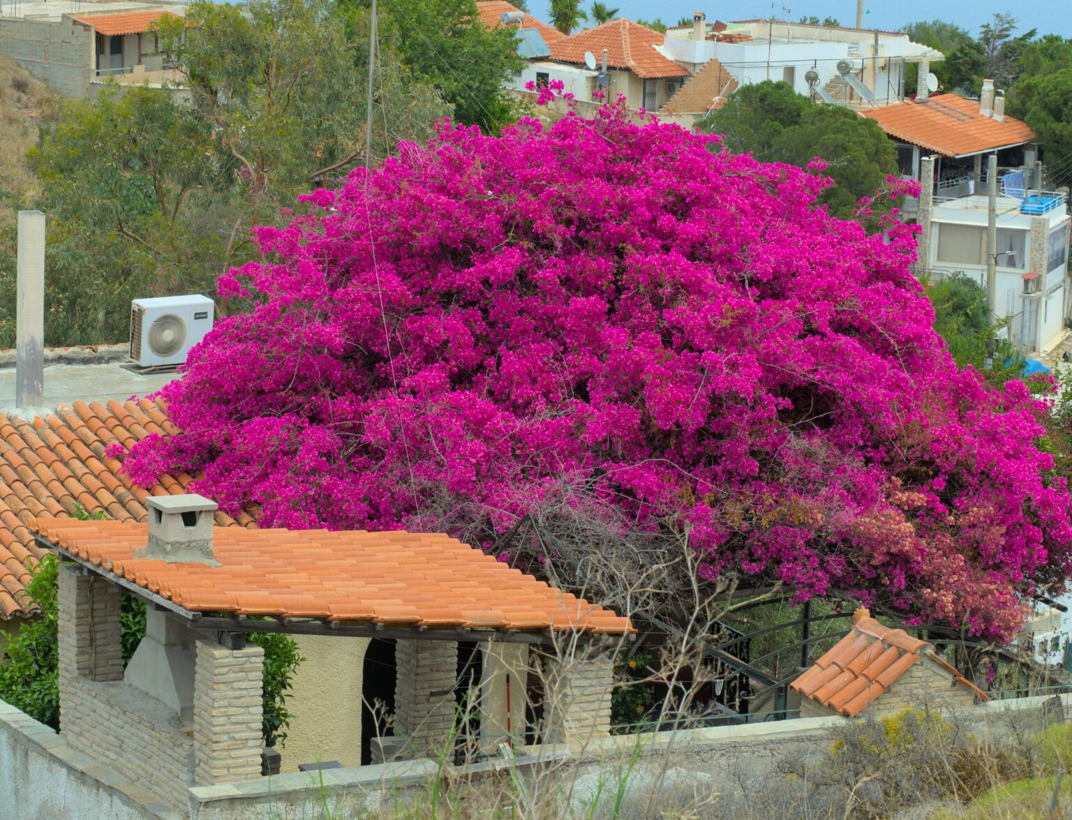 Bougainvilleaの木に引き継がれている家 - 美しいギリシャ！