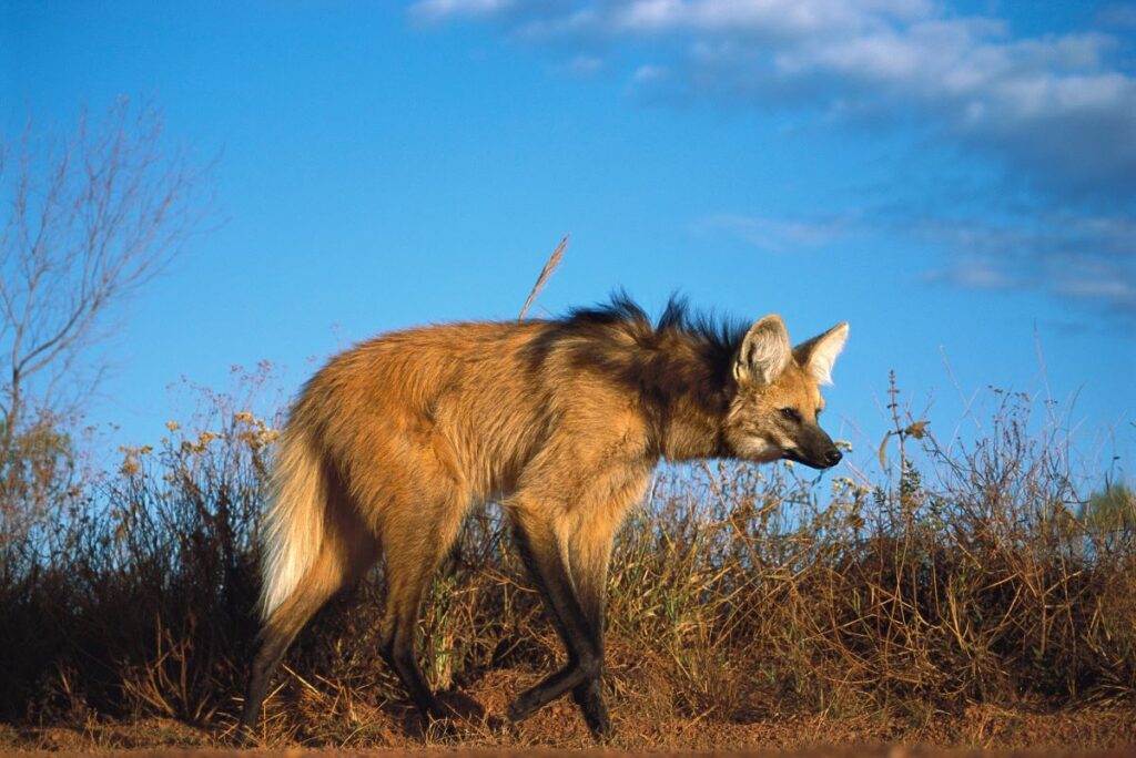 ブラジル高原のサバンナの宿で大自然を満喫、タテガミオオカミも | ナショナル ジオグラフィック日本版サイト