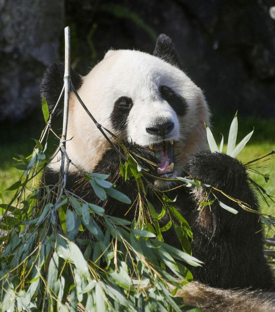 中国の「パンダ外交」は想像以上に戦略的、カワイイのは間違いないが貸与されたらされたで重い“宿題”も 東アジア「深層取材ノート」（第281回）(1/5) | JBpress (ジェイビープレス)