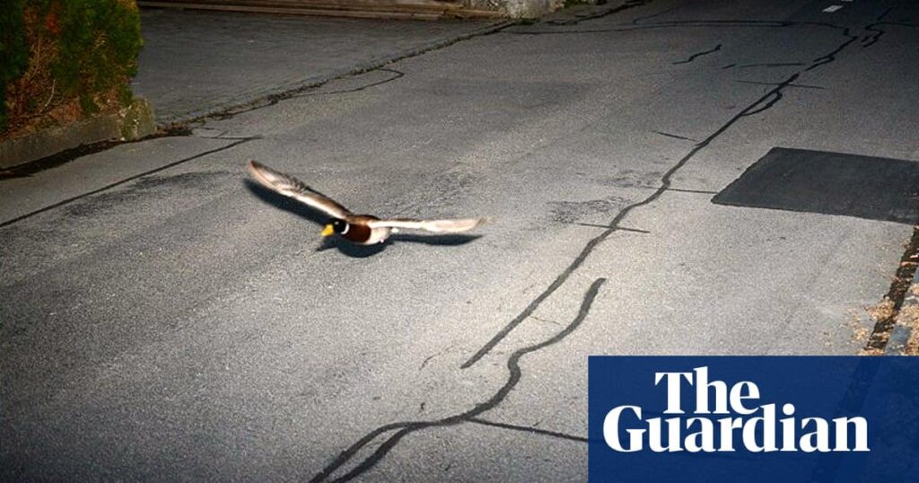スイスのスピードトラップに巻き込まれたフライングダックは、繰り返し犯罪者であると信じられています
