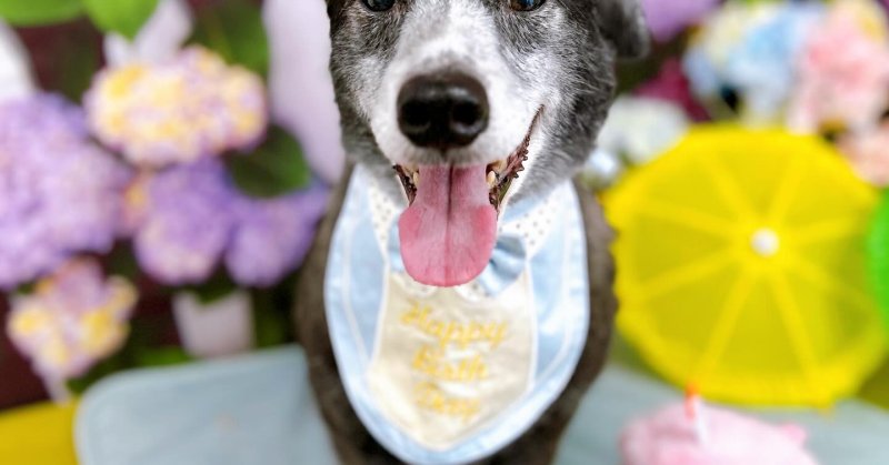 (( 2025.05.17 )).本日ご来店のモデルくん🐶🐾⁡今月9歳のお誕生日だそうです🎊🧸🎂Happy birthday 🎂🧸い...（2025.05.17）