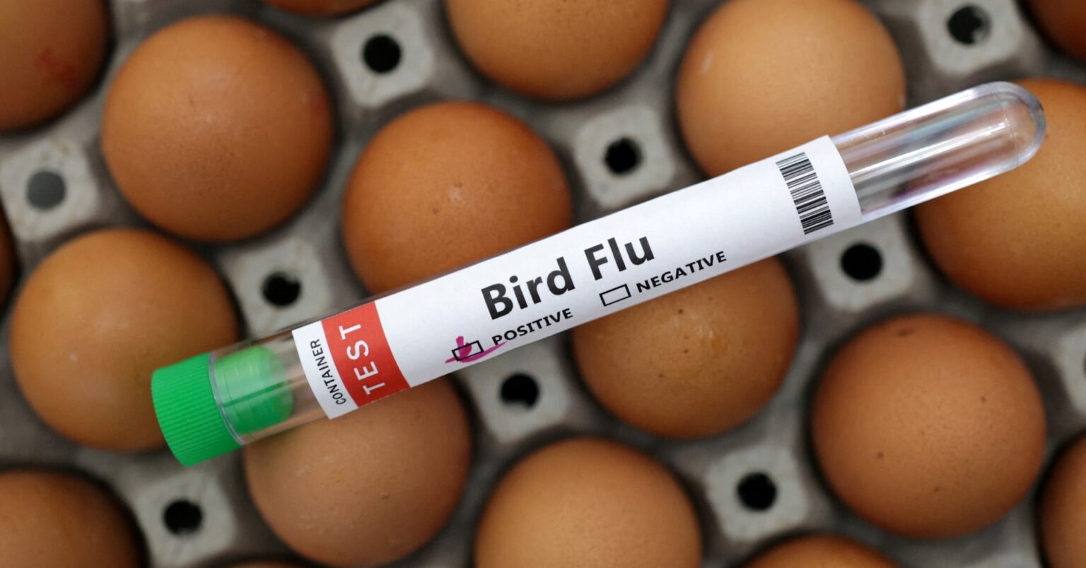 鳥インフル確認のブラジル、28日間の観察期間入り　収束へ期待 | ロイター