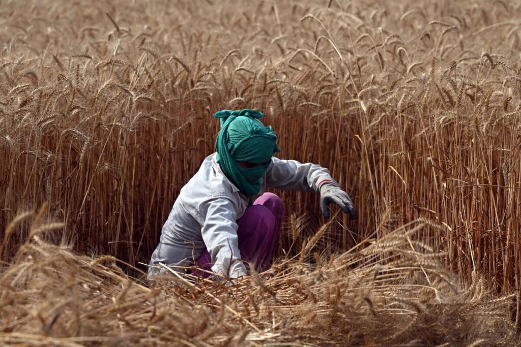 インド産小麦、今年は記録的な収穫量との見通し－良好な気候条件で - Bloomberg