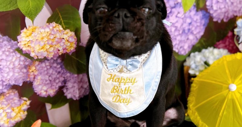 (( 2025.05.22 )).本日ご来店のモデルくん🐶🐾⁡⁡⁡今月4歳のお誕生日だそうです！⁡⁡🧸🎂𝐇𝐀𝐏𝐏𝐘 𝐁𝐈𝐑𝐓...（2025.05.22） | 福島市のトリミングサロン 犬の美容室Poo（プー）│トリミング・ペットホテル・南福島・ペット
