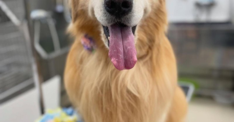 (( 2025.05.20 )).本日ご来店のモデルくん🐶🐾⁡今月9歳のお誕生日だそうです！💙🎂𝐇𝐚𝐩𝐩𝐲𝐁𝐢𝐫𝐭𝐡?...（2025.05.21） | 福島市のトリミングサロン 犬の美容室Poo（プー）│トリミング・ペットホテル・南福島・ペット