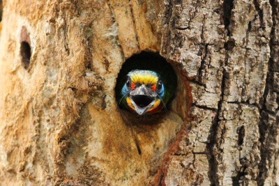 参考ギャラリー：地球の奇跡！目を疑うほど色彩豊かな動物たち　写真42点（写真クリックでギャラリーページへ）
