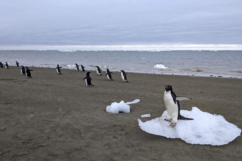 ペンギンのふん、南極で地球温暖化の影響を抑える可能性－研究結果 - Bloomberg