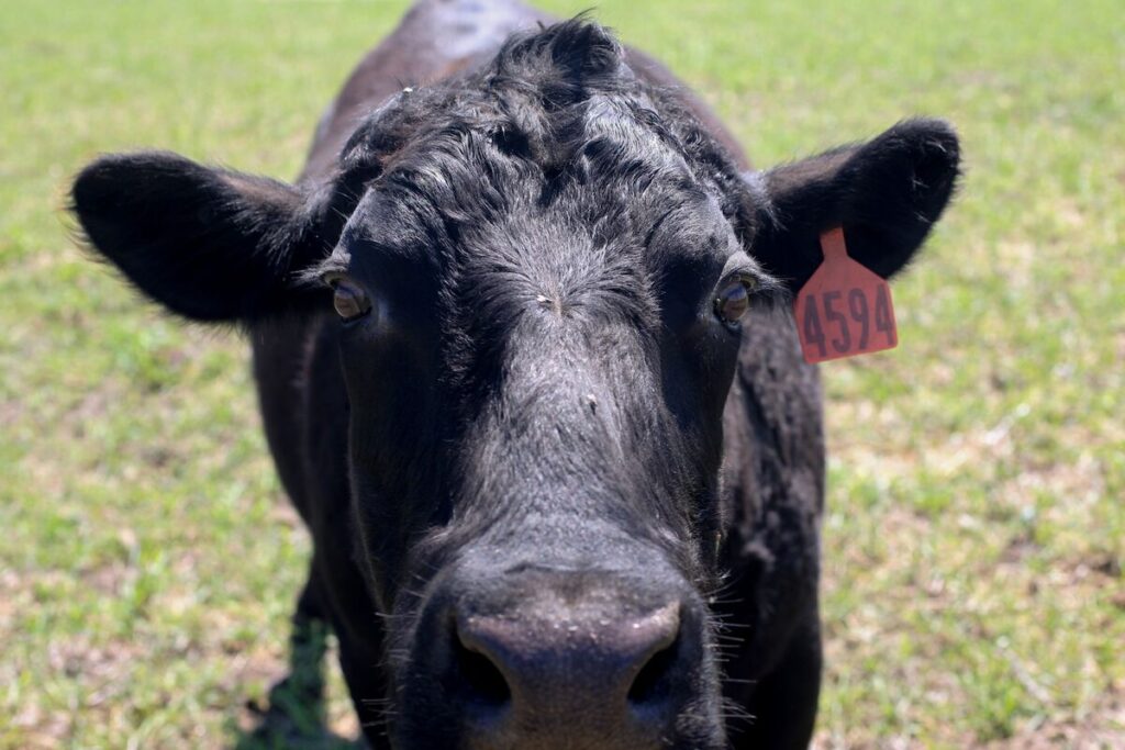 米国で牛肉の供給減少、価格上昇でバーベキューコスト膨らむ - Bloomberg