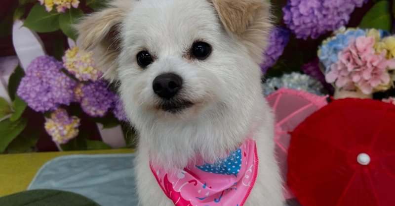 (( 2025.05.28 )).本日初めてご来店のモデルくん🐶🐾⁡ご来店頂き有難うございます🤲🏻人懐こく、可愛い女の子☺️トリミン...（2025.05.29） | 福島市のトリミングサロン 犬の美容室Poo（プー）│トリミング・ペットホテル・南福島・ペット