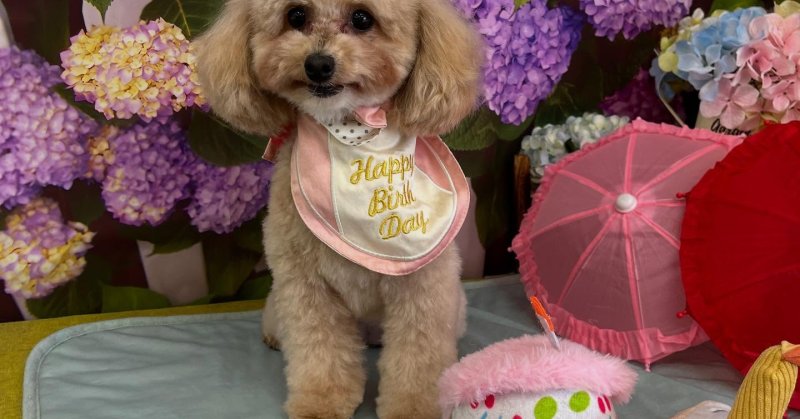 (( 2025.05.28 )).本日ご来店のモデルちゃん🐶🐾⁡いつもご来店頂き有難うございます🤲🏻今月お誕生日だそうです！🎀𝓗...（2025.05.29） | 福島市のトリミングサロン 犬の美容室Poo（プー）│トリミング・ペットホテル・南福島・ペット