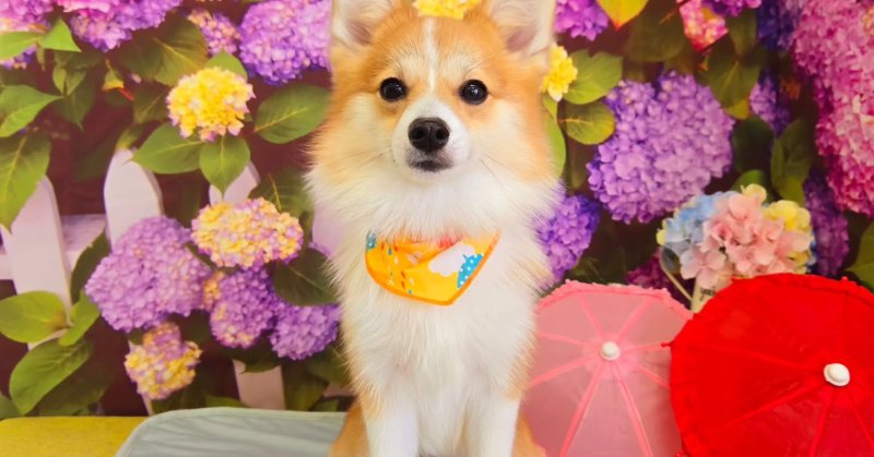 (( 2025.05.28 )).本日ご来店のモデルちゃん🐶🐾⁡前回のシャンプーがカイカイになってしまったみたいなので、Acocoシャンプーを...（2025.05.28） | 福島市のトリミングサロン 犬の美容室Poo（プー）│トリミング・ペットホテル・南福島・ペット