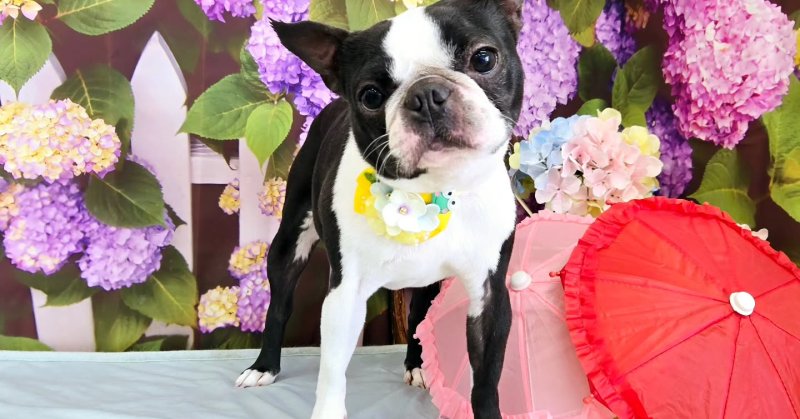 (( 2025.05.28 )).本日ご来店のモデルちゃん🐶🐾⁡お肌が敏感の為今日はAcocoシャンプーとミルク温浴をおためしでやってみました...（2025.05.28） | 福島市のトリミングサロン 犬の美容室Poo（プー）│トリミング・ペットホテル・南福島・ペット