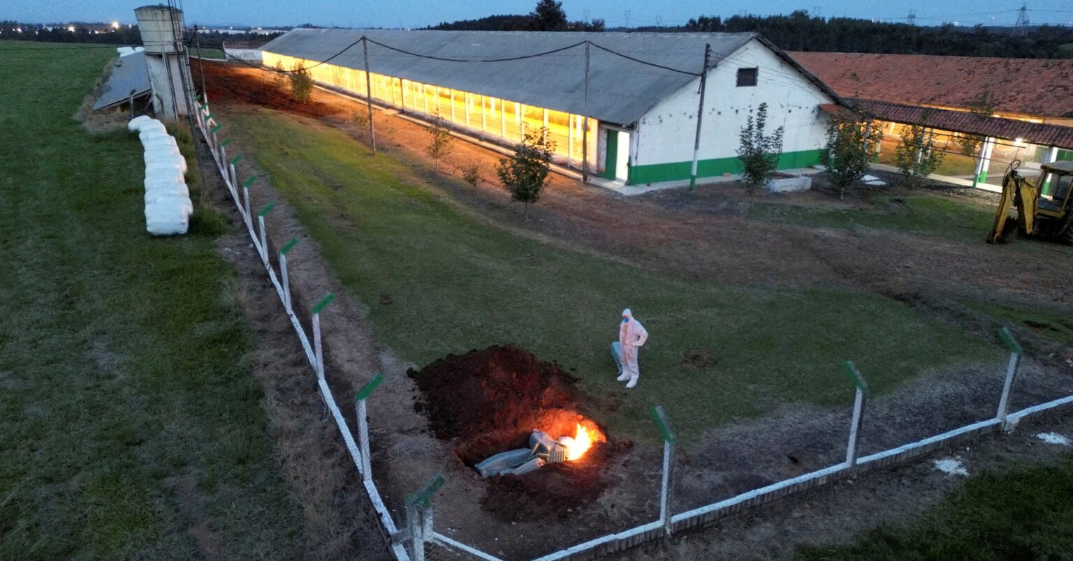 中国、ブラジル産鶏肉の輸入全面禁止　鳥インフル発生に対応 | ロイター