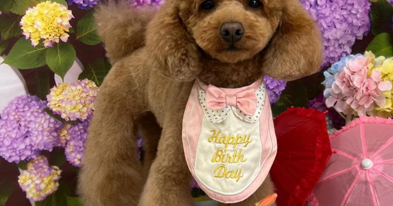 (( 2025.05.30 )).本日ご来店のモデルちゃん🐶🐾⁡⁡今月4歳のお誕生日だそうです！🎀𝓗𝓪𝓹𝓹𝔂 𝓑𝓲𝓻𝓽?...（2025.05.31） | 福島市のトリミングサロン 犬の美容室Poo（プー）│トリミング・ペットホテル・南福島・ペット