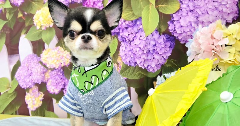 (( 2025.05.30 )).本日ご来店のモデルくん🐶🐾⁡⁡⁡Acocoシャンプーおためしで使ってみました！⁡いつもご来店頂き有難うご...（2025.05.30） | 福島市のトリミングサロン 犬の美容室Poo（プー）│トリミング・ペットホテル・南福島・ペット