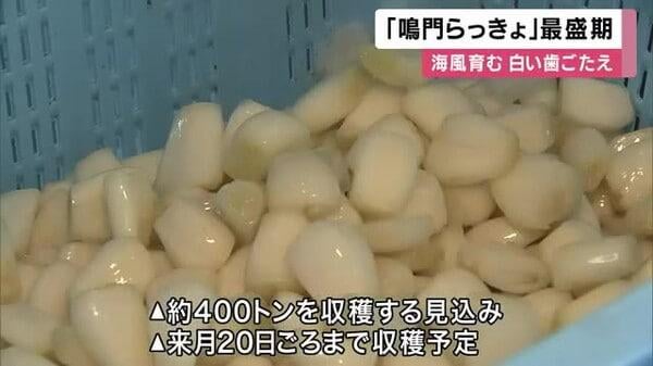 400トン収穫見込み ミネラルたっぷり、鳴門の海風で育った「鳴門らっきょ」 収穫作業が大詰め