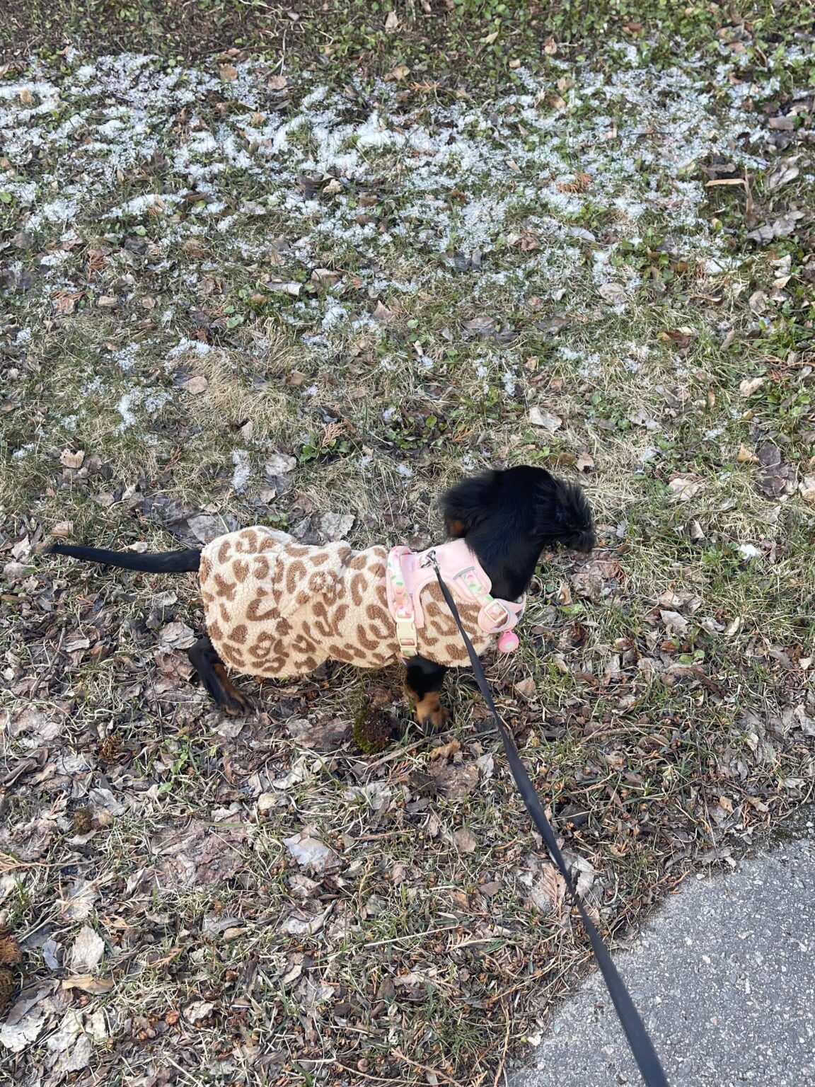 フィンランドでの犬の訓練