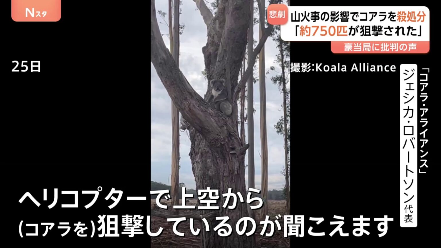 空から750匹のコアラ殺処分　大規模な森林火災の影響で多くが食料など得られず「安楽死」させる措置　オーストラリア・ビクトリア州（TBS NEWS DIG Powered by JNN）