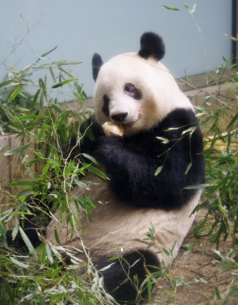 中国、新たなパンダ貸与に前向き 日本との共同保護「歓迎」（共同通信） - Yahoo!ニュース