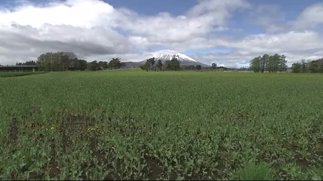 菜の花畑を児童が散策 盛岡市の東北農業研究センター 岩手山を背景に菜の花開花 岩手県（岩手めんこいテレビ） - Yahoo!ニュース - Yahoo!ニュース