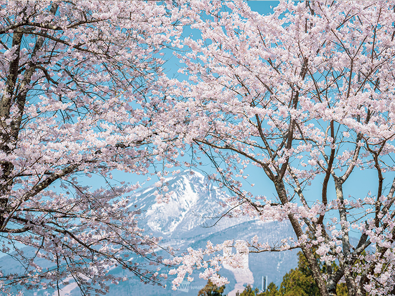 ウェザーニュース