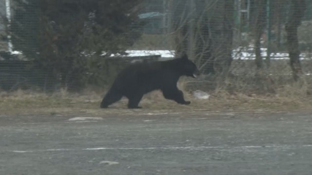 【最も早い】青森県が3年連続で「ツキノワグマ出没警報」を発表 出没件数が平均の倍以上に（青森放送） - Yahoo!ニュース - Yahoo!ニュース
