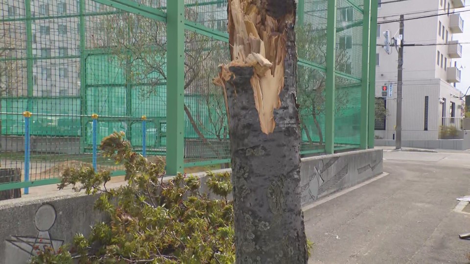 「桜がかわいそう」気圧の谷の影響で強い風 石狩市で最大瞬間風速27.7メートル 札幌市でも21.6メートル 街路樹が折れる被害も（HBCニュース北海道） - Yahoo!ニュース - Yahoo!ニュース
