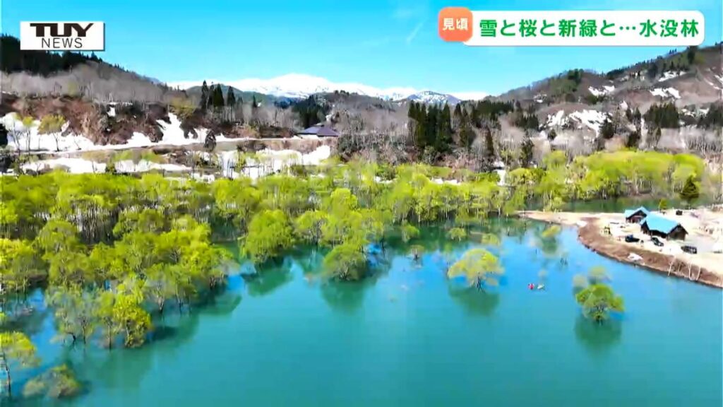 まるで物語の一幕 幻想的な風景をつくる水没林が見ごろ（山形・飯豊町）（テレビユー山形） - Yahoo!ニュース - Yahoo!ニュース