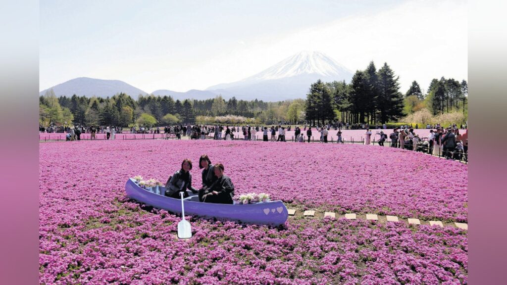 雪をまとった富士山と濃淡鮮やか、一面に広がるシバザクラに「心が安らぎました」…今月中旬まで見頃 - 読売新聞オンライン