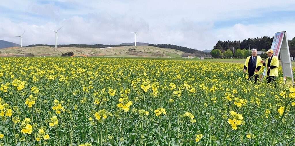 菜の花名所、青森・横浜町で開花宣言 弘前など今年初の夏日／県内2日（Web東奥） - Yahoo!ニュース - Yahoo!ニュース
