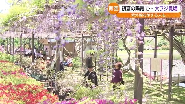 初夏の陽気に…大フジ見頃 紫外線対策する人も・福島（福島中央テレビ） - Yahoo!ニュース