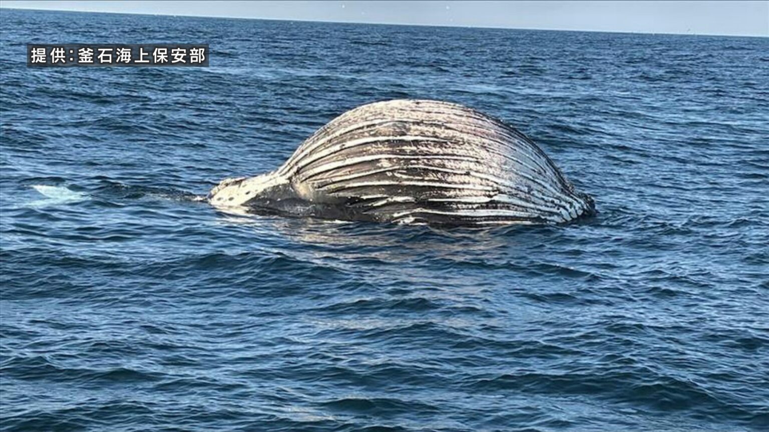海上にクジラの死骸 体内にガスが充満し破裂のおそれ 海保が航行する漁船に注意呼びかけ 岩手県（岩手めんこいテレビ） - Yahoo!ニュース - Yahoo!ニュース