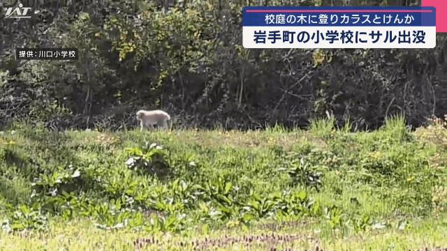 小学校校庭の木にサル カラスと喧嘩続く？【岩手・岩手町】（IAT岩手朝日テレビ） - Yahoo!ニュース - Yahoo!ニュース