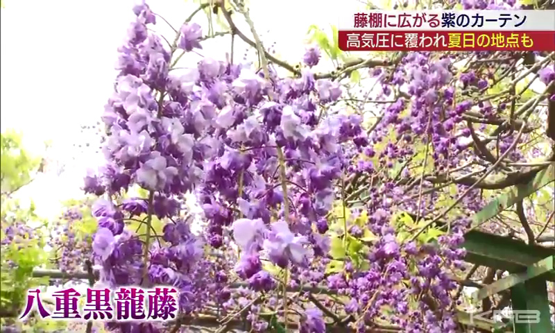 フジの花が見頃を迎える県内 「まだまだ滑れるスキー場」や「開花が遅れる観光地」も【福島】（KFB福島放送） - Yahoo!ニュース - Yahoo!ニュース